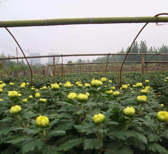 喀什菊花種苗基地